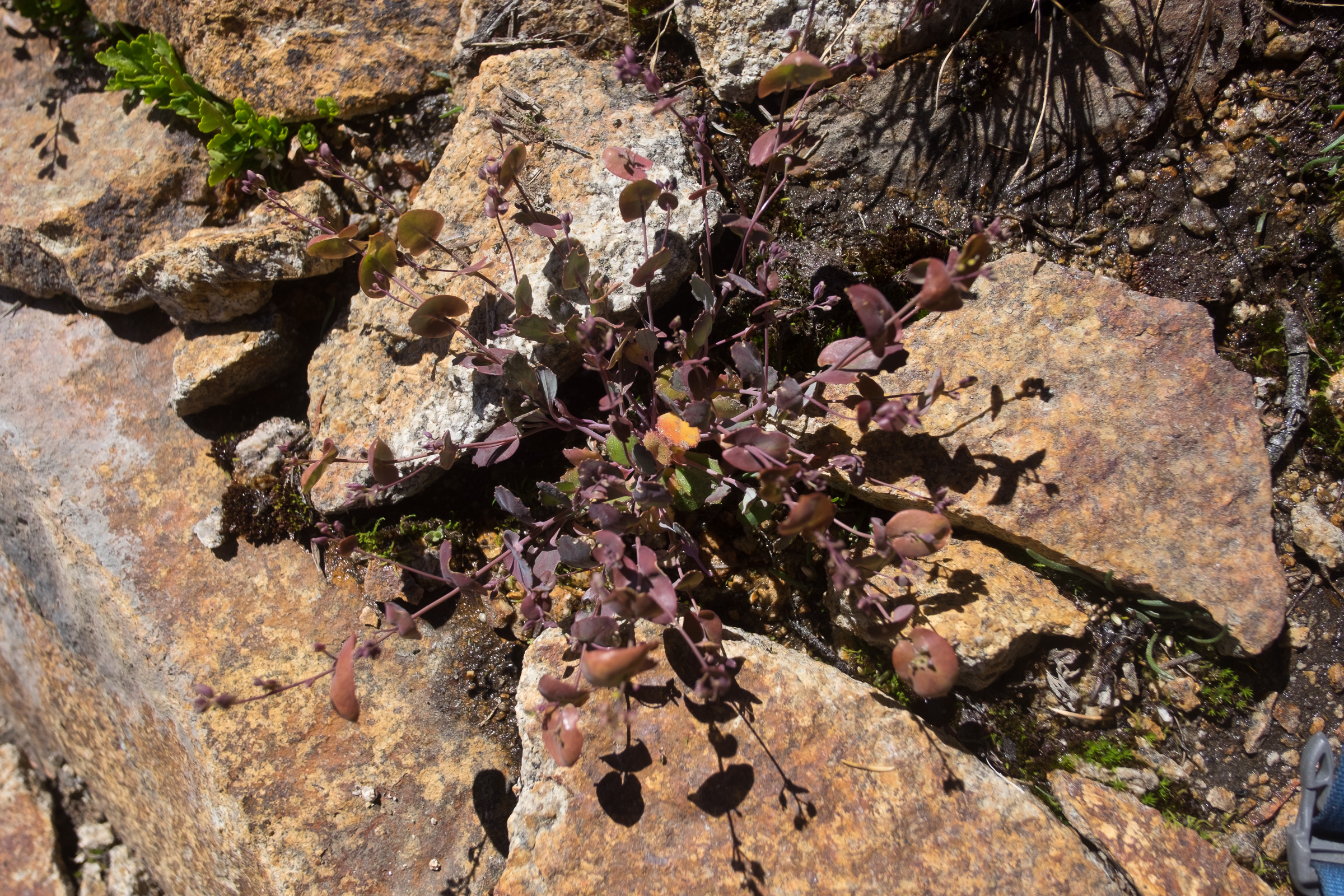 Streptanthus tortuosus at high elevation
