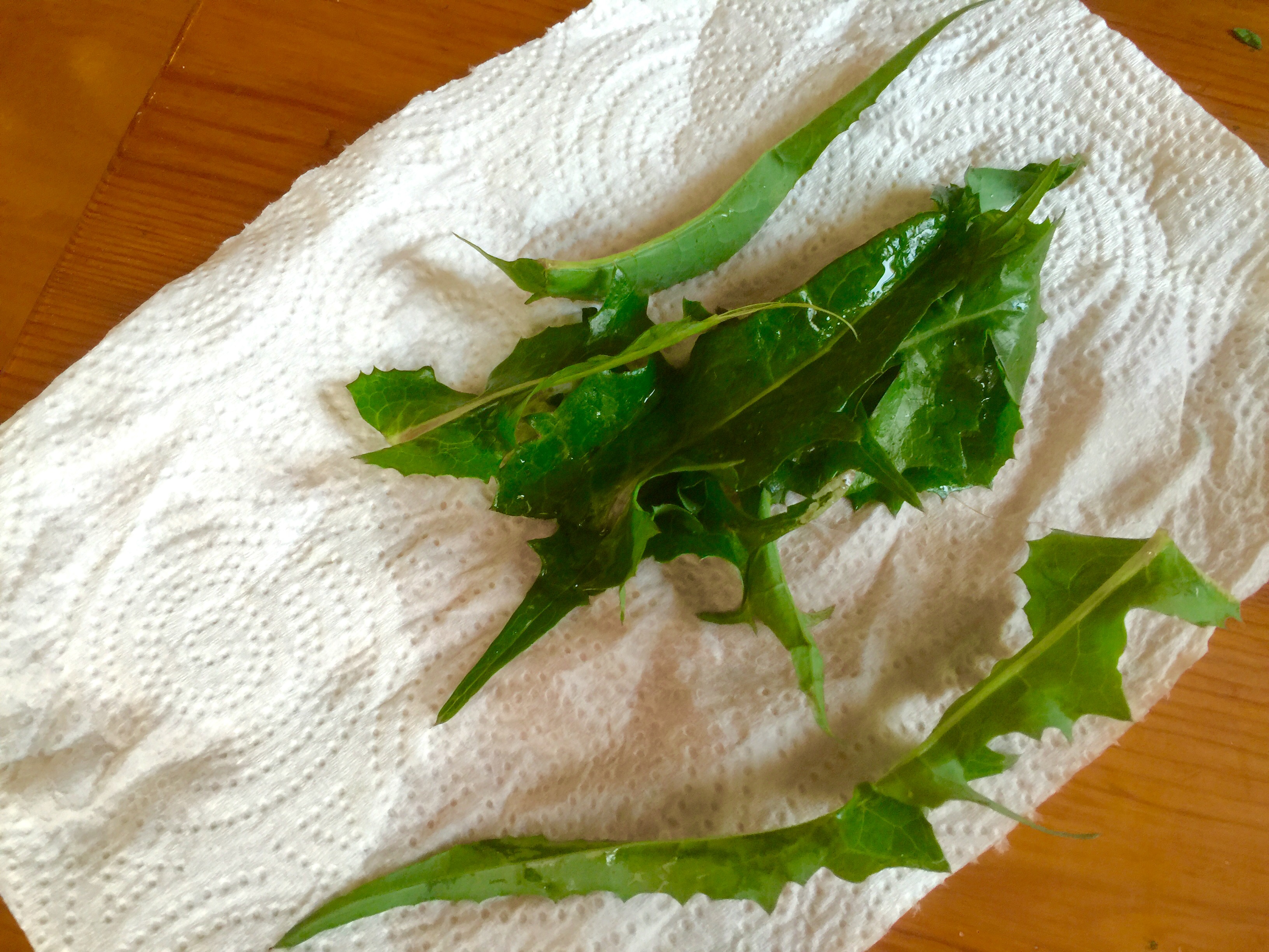 Sow thistle, picked