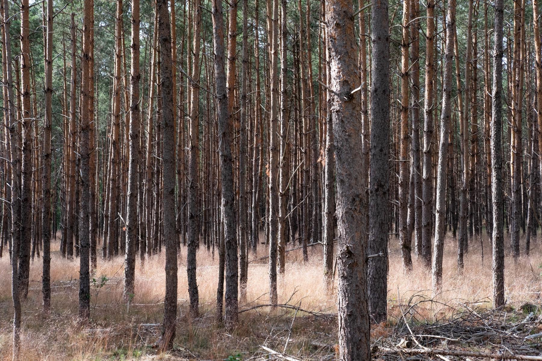 a dense forest of pine trees and dried grass