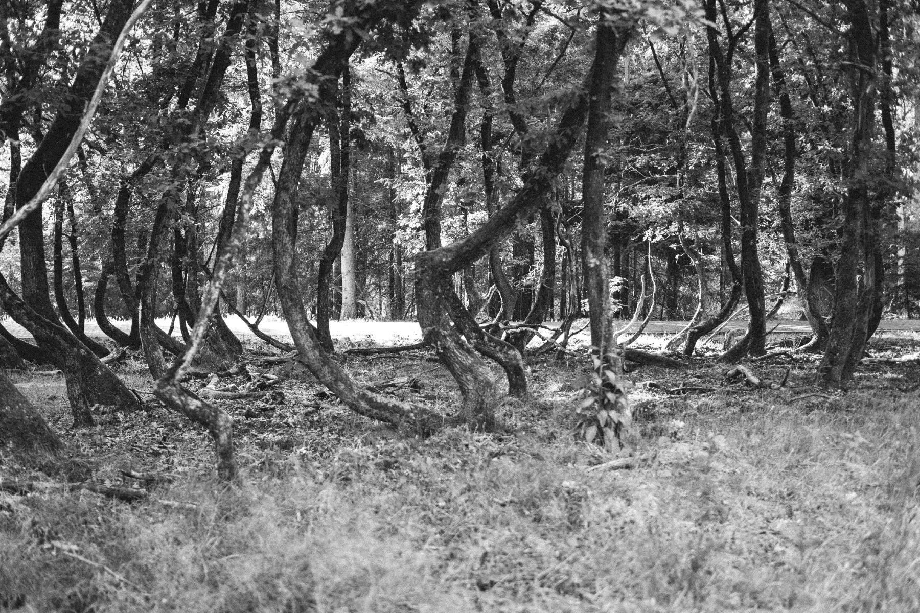 a black and white photograph of the trunks of a grove of skinny oak trees. on the left side of the image they have  curve to the left, and on the right, they curve to the right. above 4 feet, they grow as normal trees.