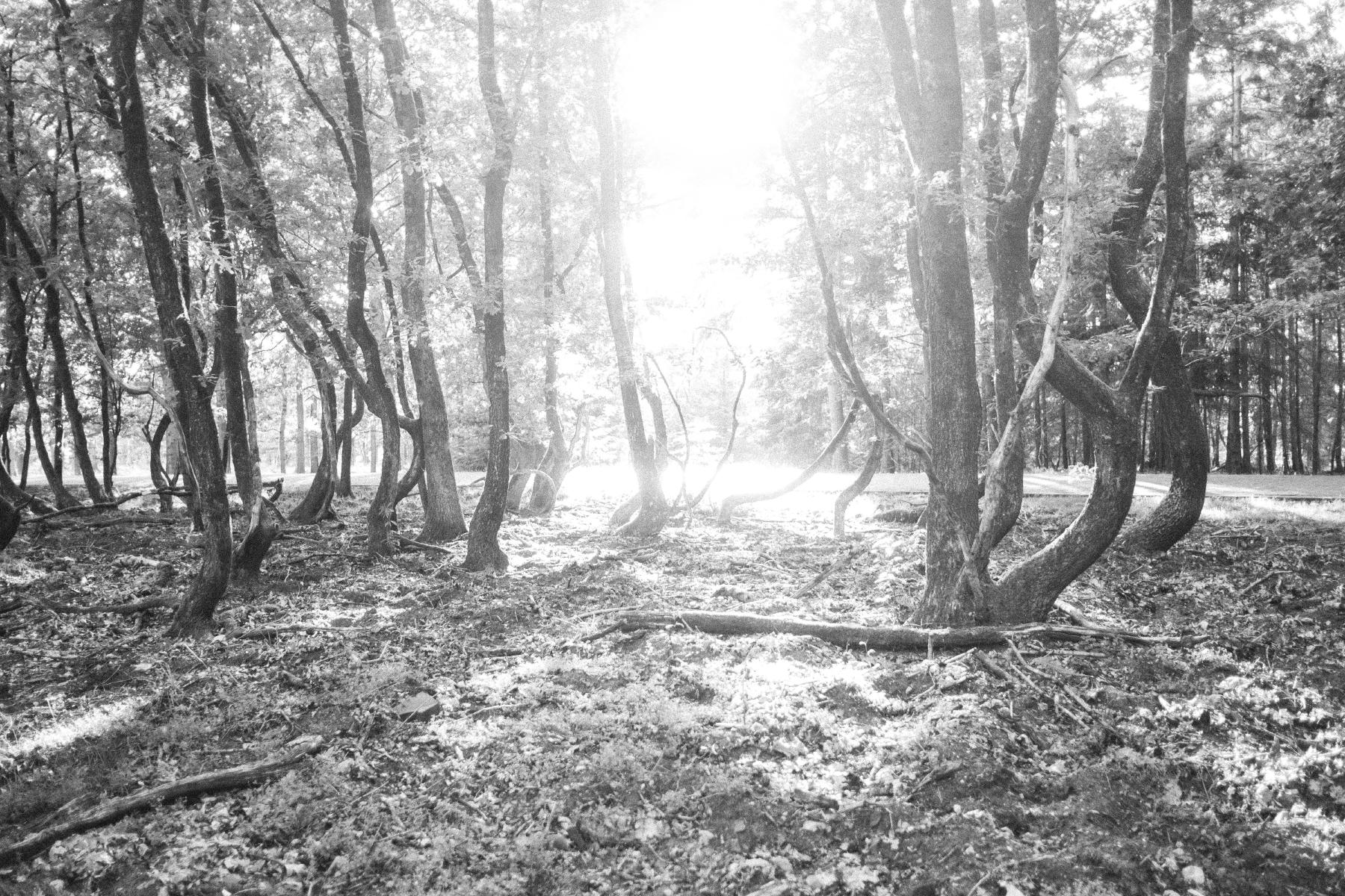 a black and white photograph of the sun shinking through the trunks of a grove of skinny oak trees. the base of the trees have been bent as part of the scuplture Divided Oaks