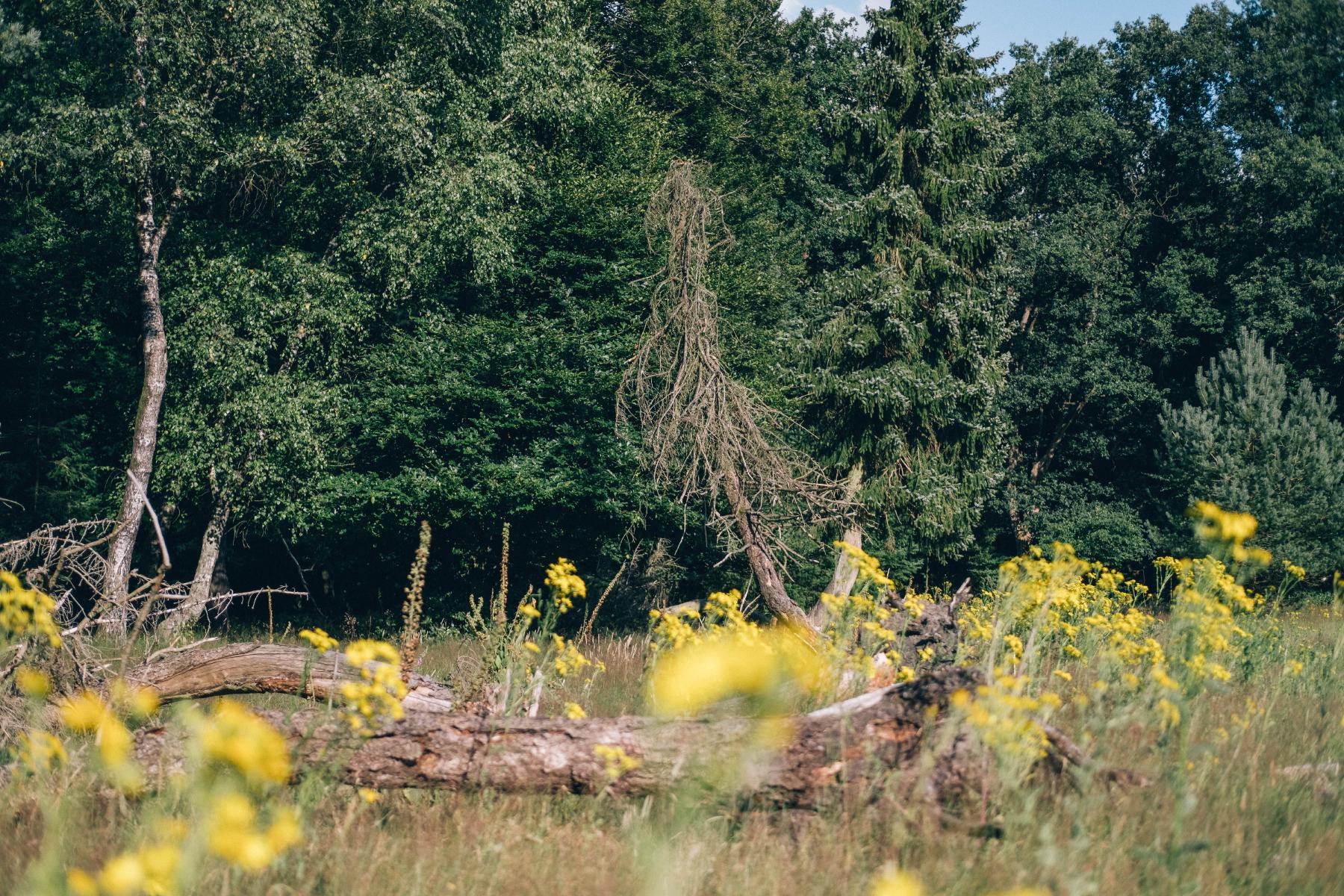 a photograph of the single remaining tree, with yellow flowers in the foreground