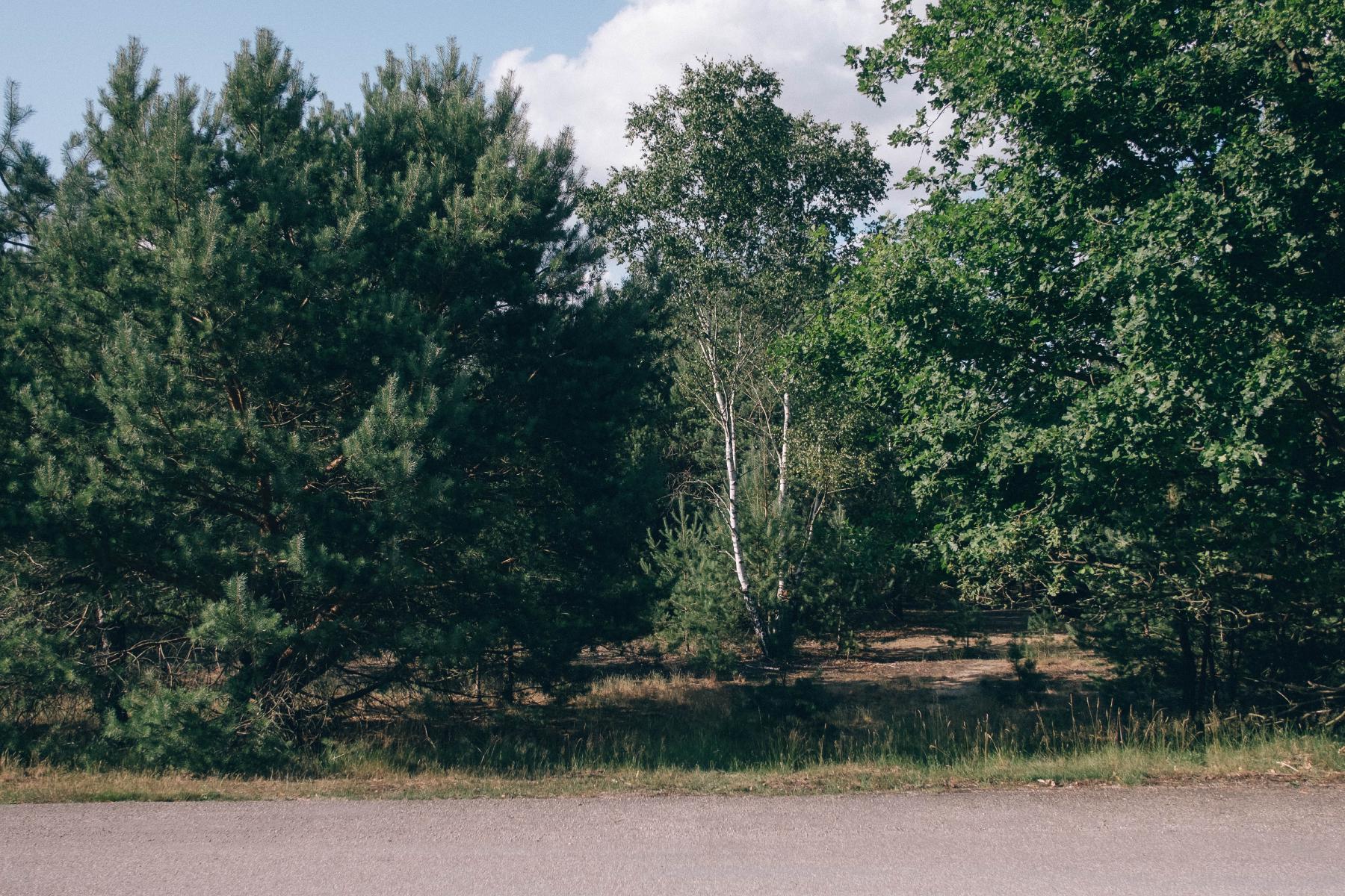 in a shadowy grove of pine trees, a single birch stands alone