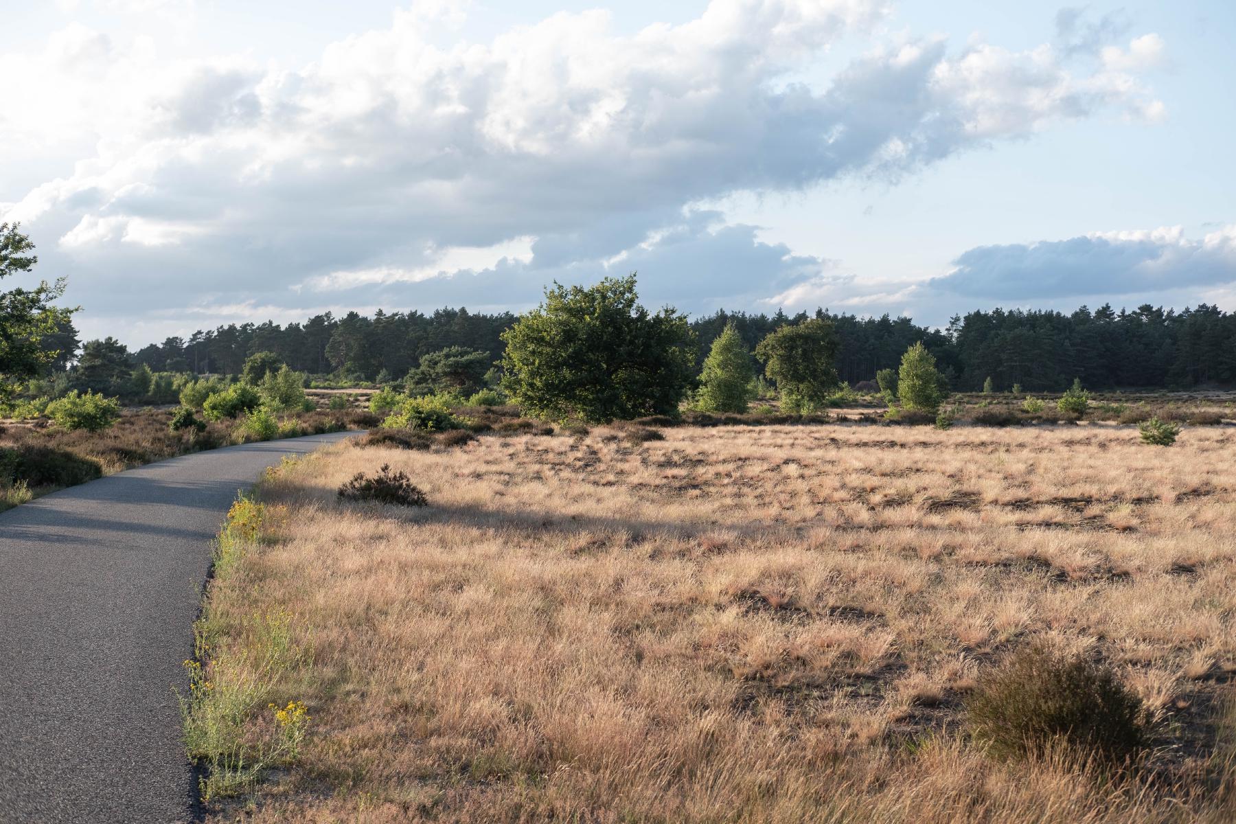 a bikepath through a grassy heathland