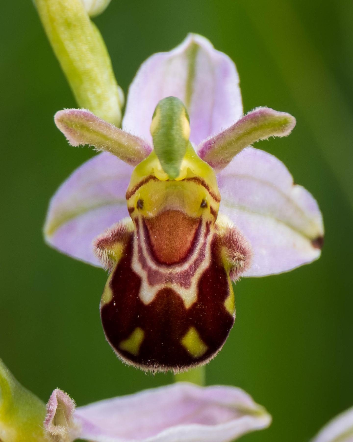 a close up of a bee orchid flower, looking jolly