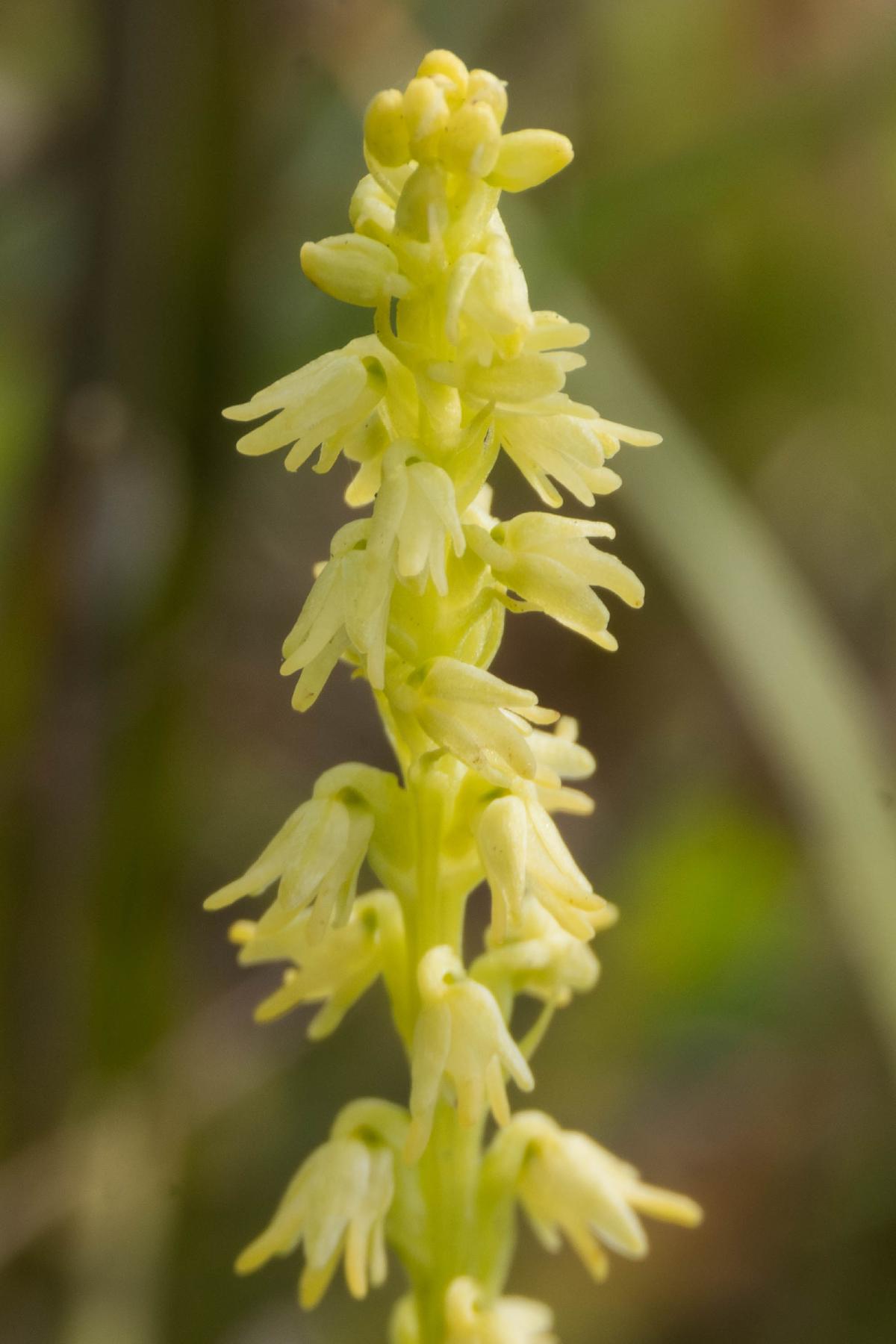 a close up of a tiny yellowish green plant with even tinier flowers