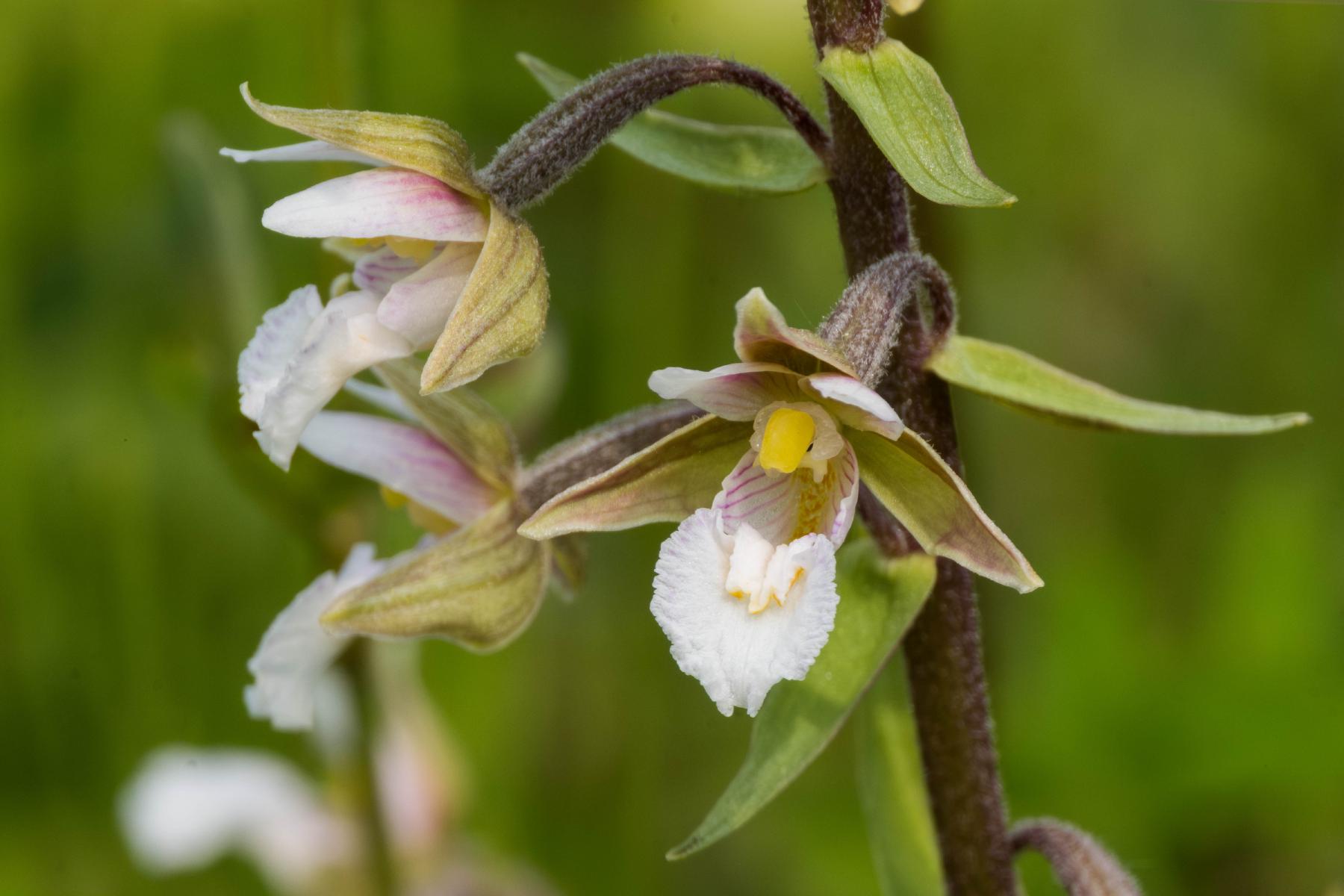 a close up of a marsh helleborine orchid flower, with a white tongue and dark purple sepals