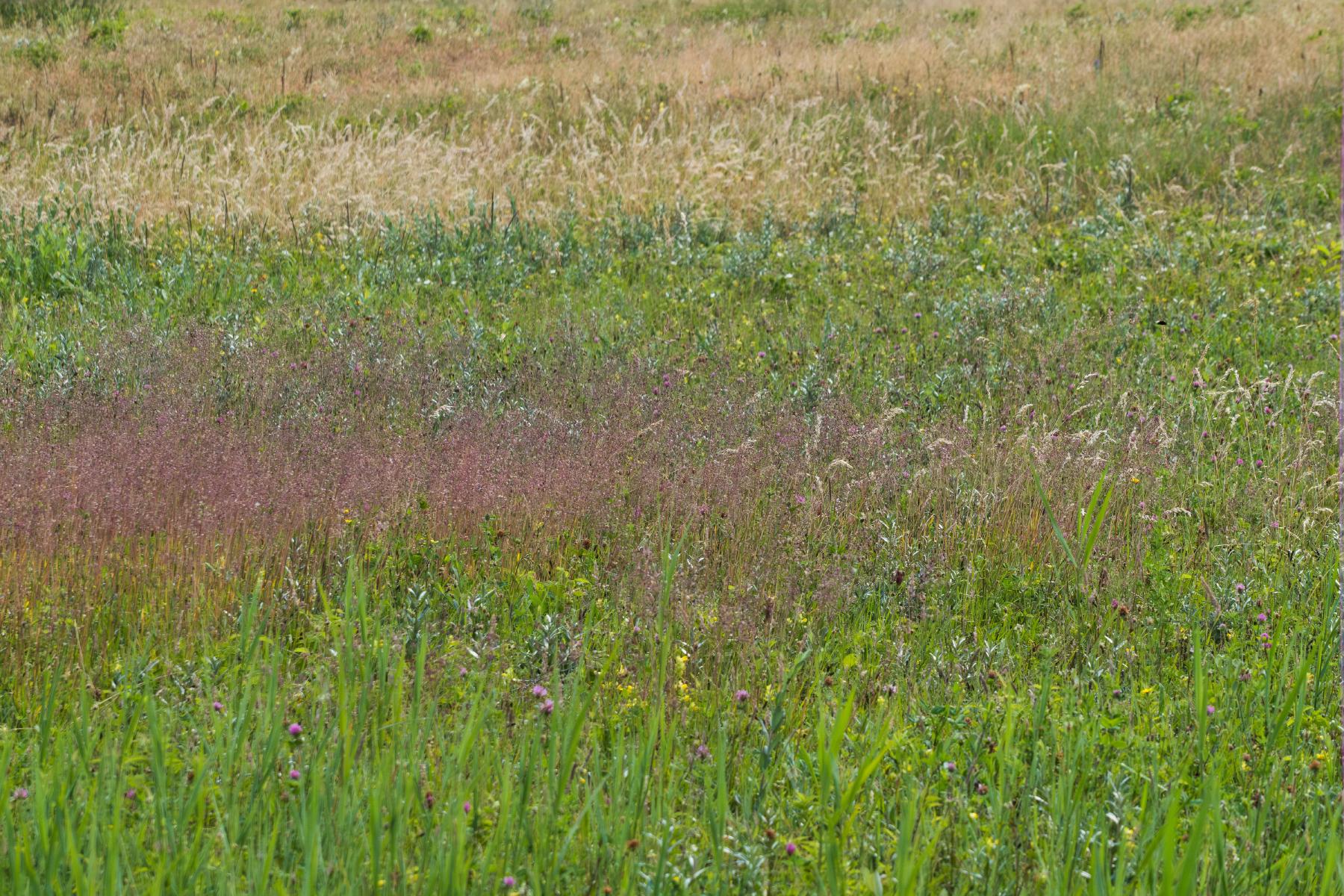 an abstract view across marshland wildflowers, bands of color