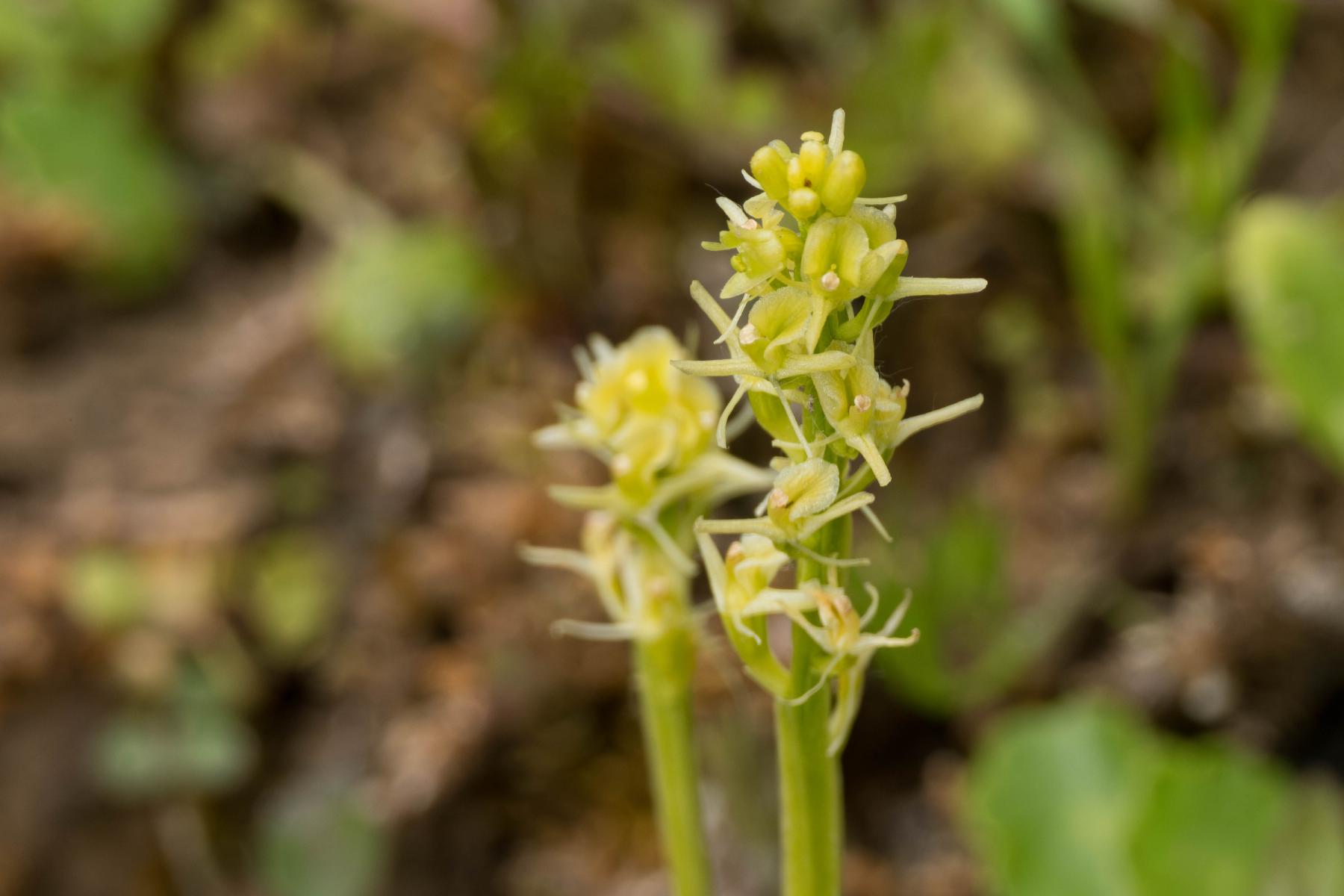 another closeup of a fen orchid where you can see their upturned flowers with gangly petals