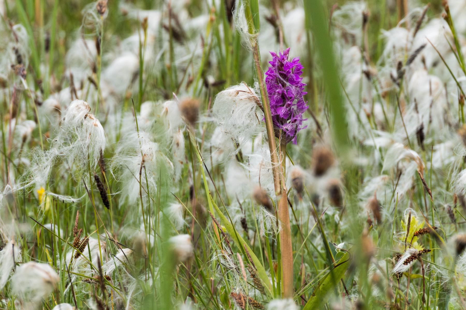a purple marsh orchid of some kind, caught in a field of cottongrass