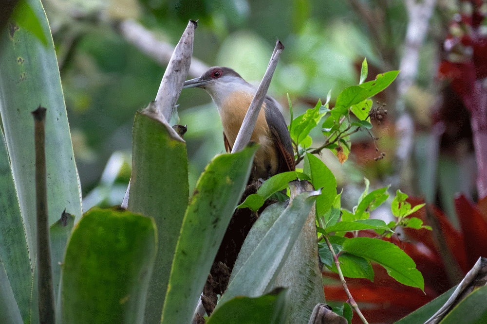 Jamaican lizard cuckoo