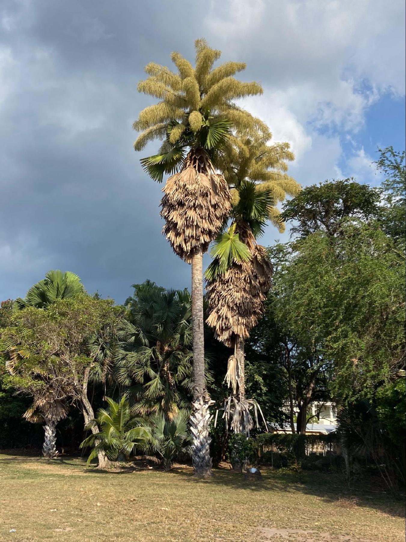 a flowering palm tree, the talipot (century) palm