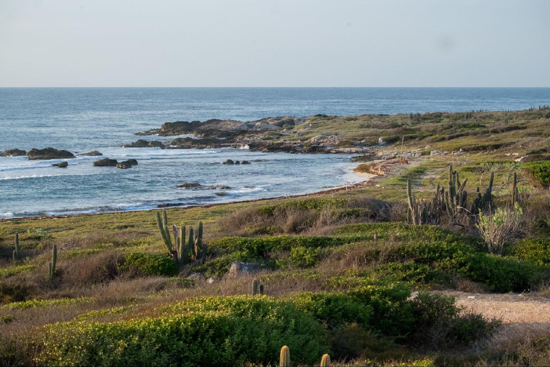 a dry coastal landscape, with a beach in the distance and lots of cactus