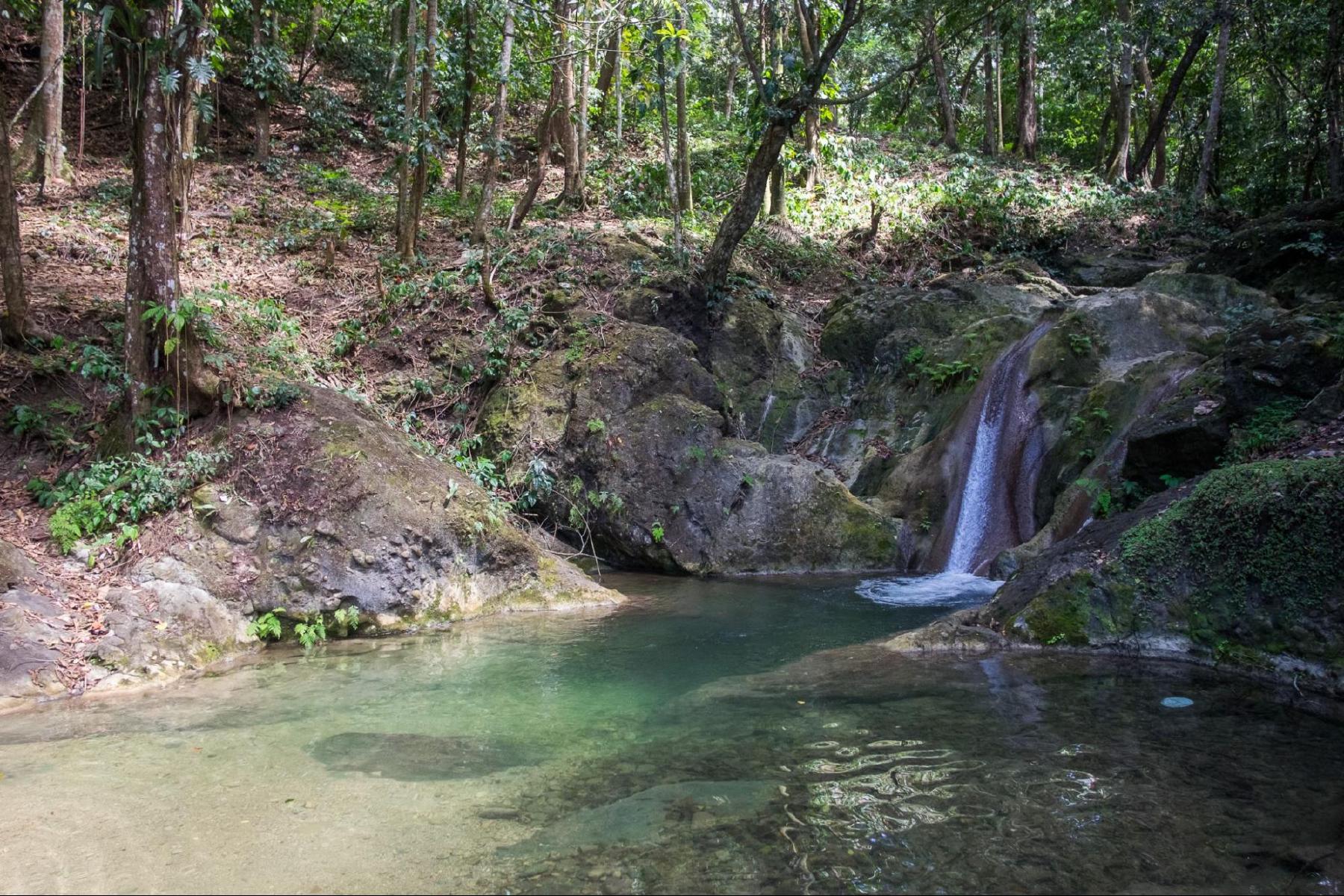 swimming hole in the rainforest, rock and a waterfall, dappled sunlight