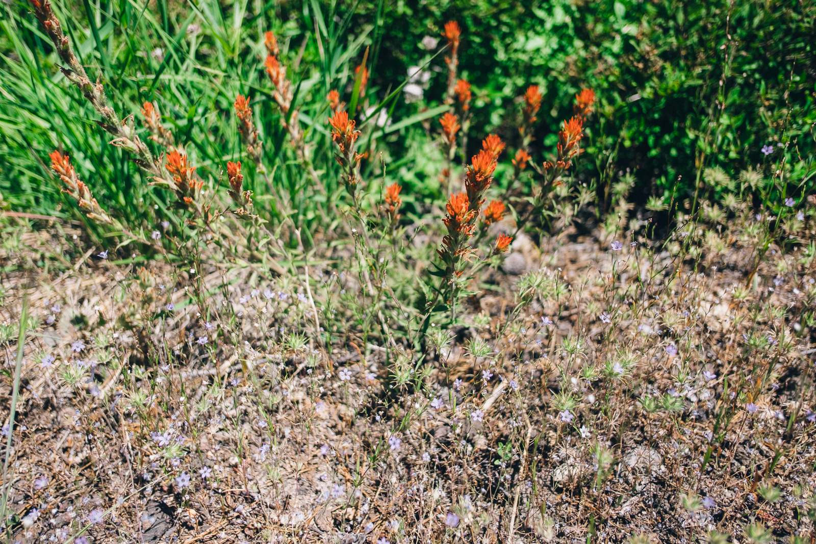 Castilleja applegatei