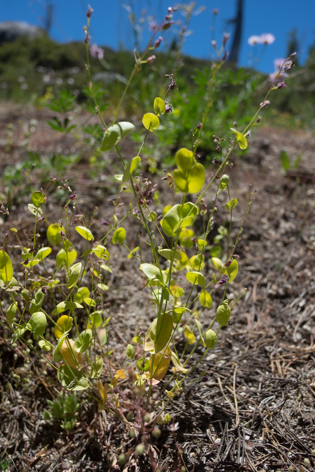 Streptanthus tortuosus