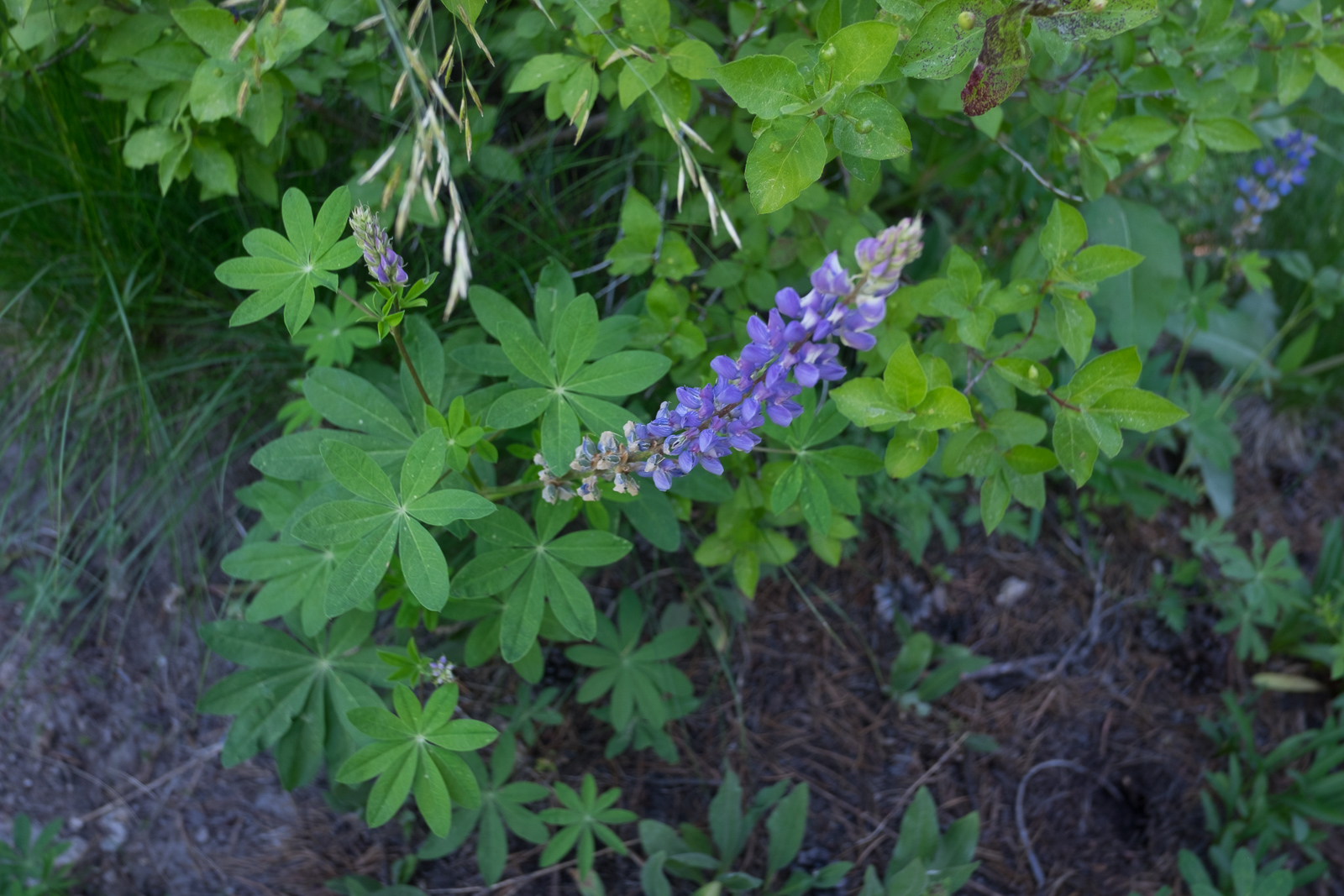 Lupinus polyphyllus var. burkei