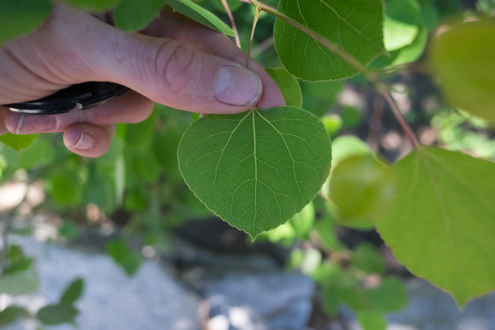 Populus tremuloides