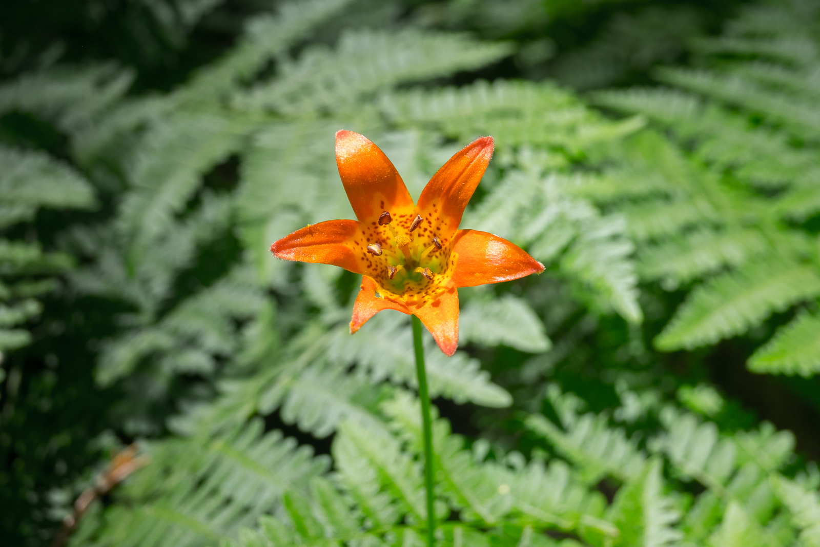 Lilium parvum