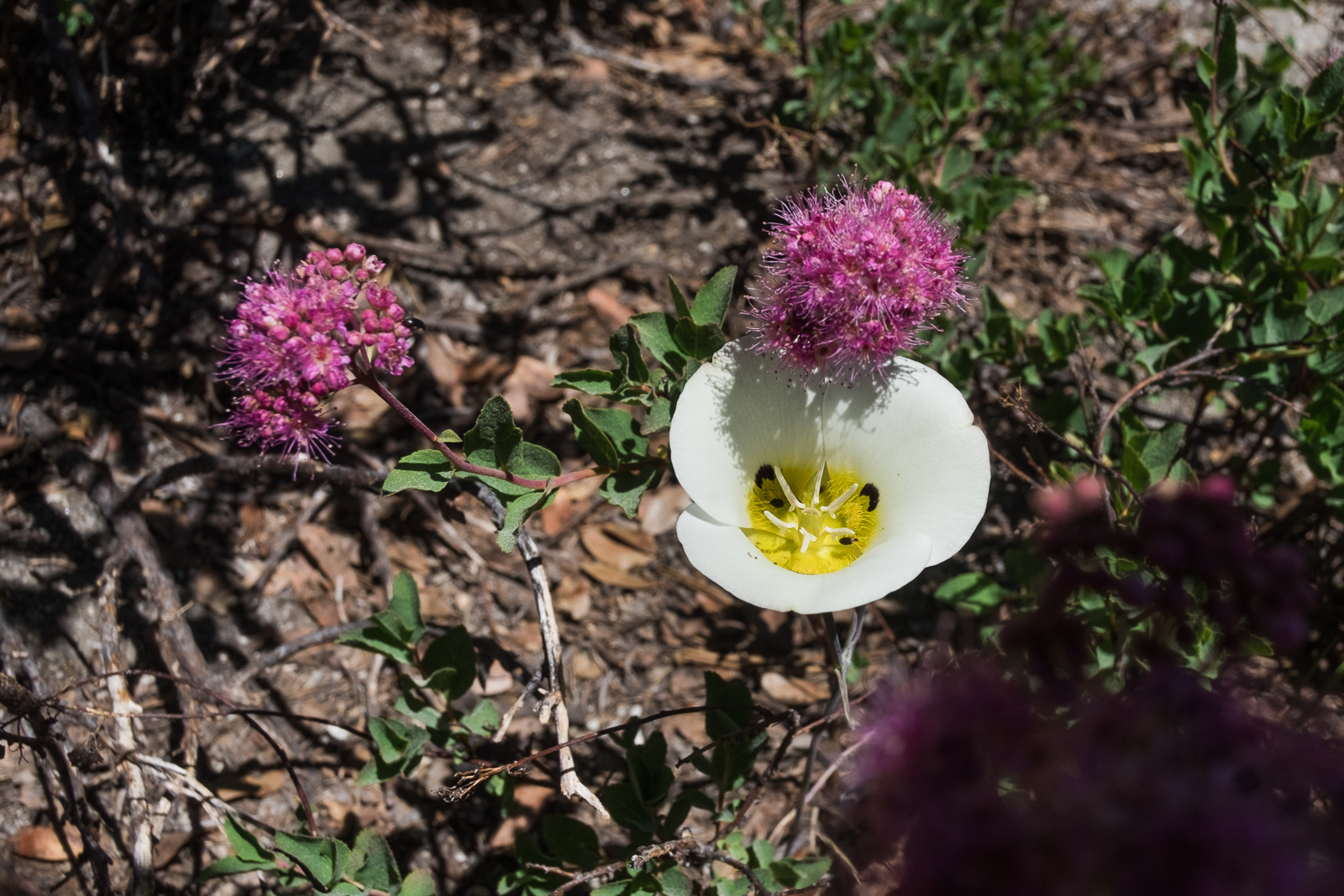 Calochortus leichtlinii