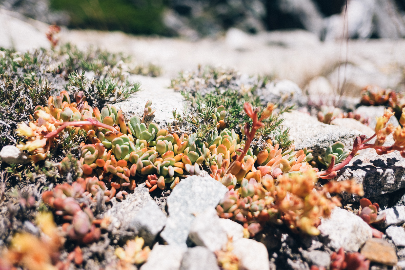 Sedum obtusatum