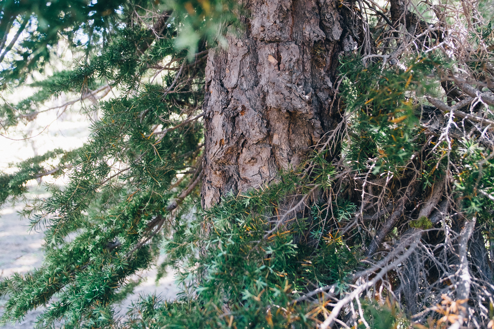 Abies magnifica