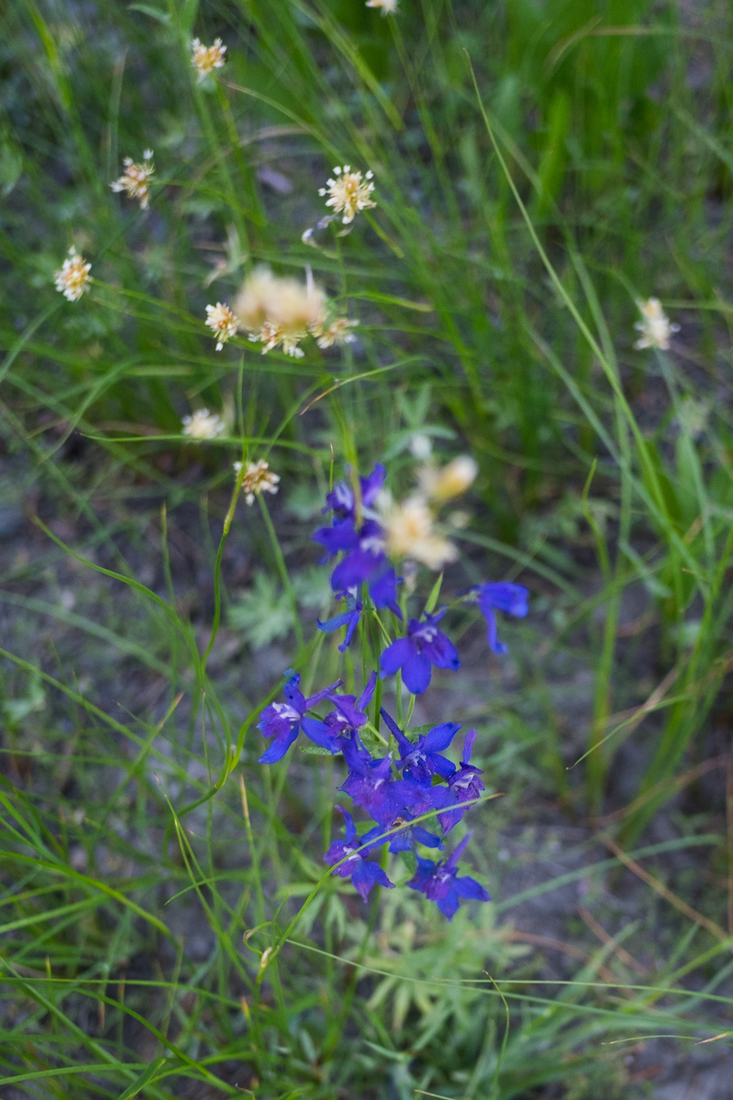 Delphinium gracilentum