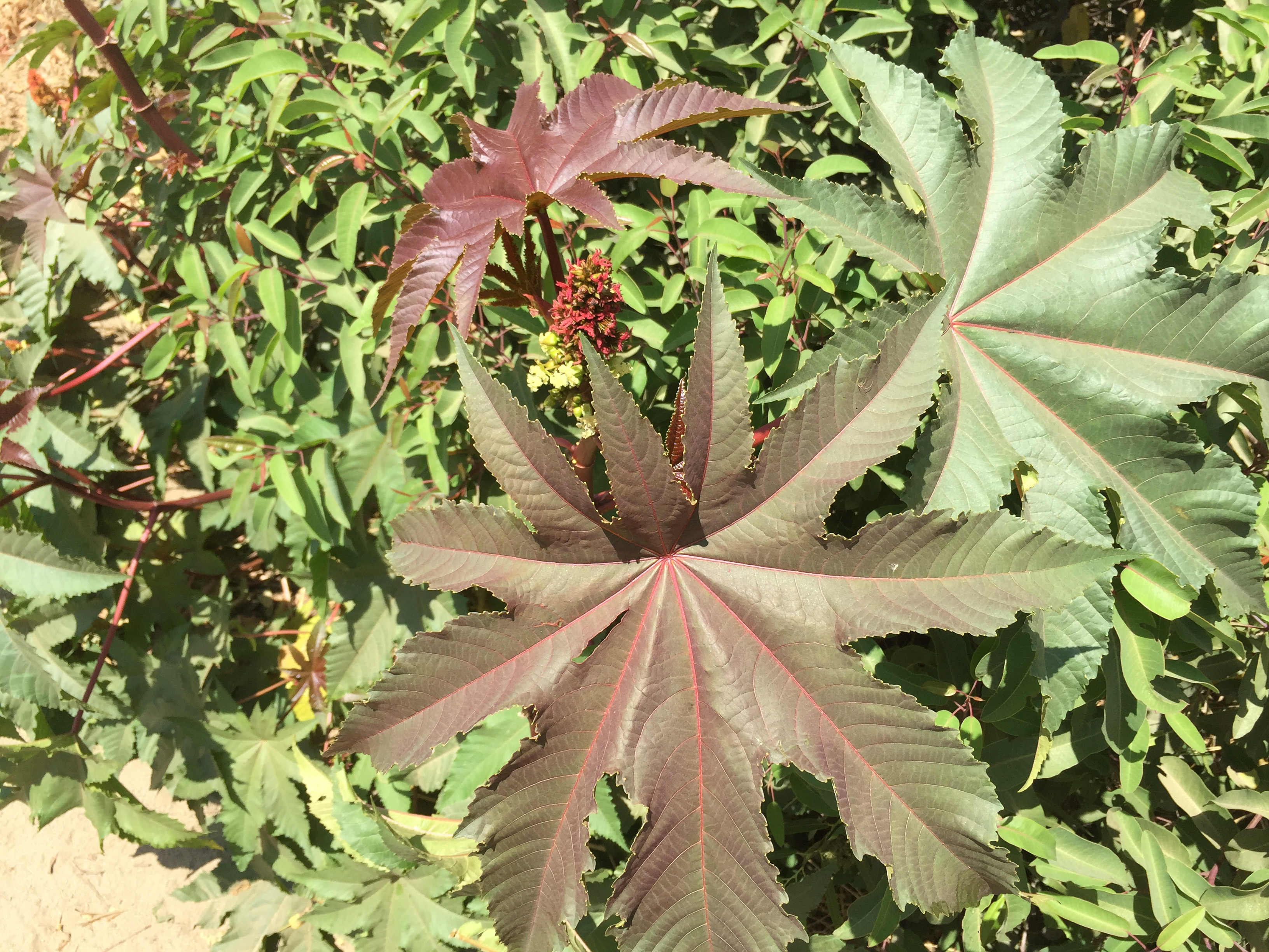 Mystery plant 3