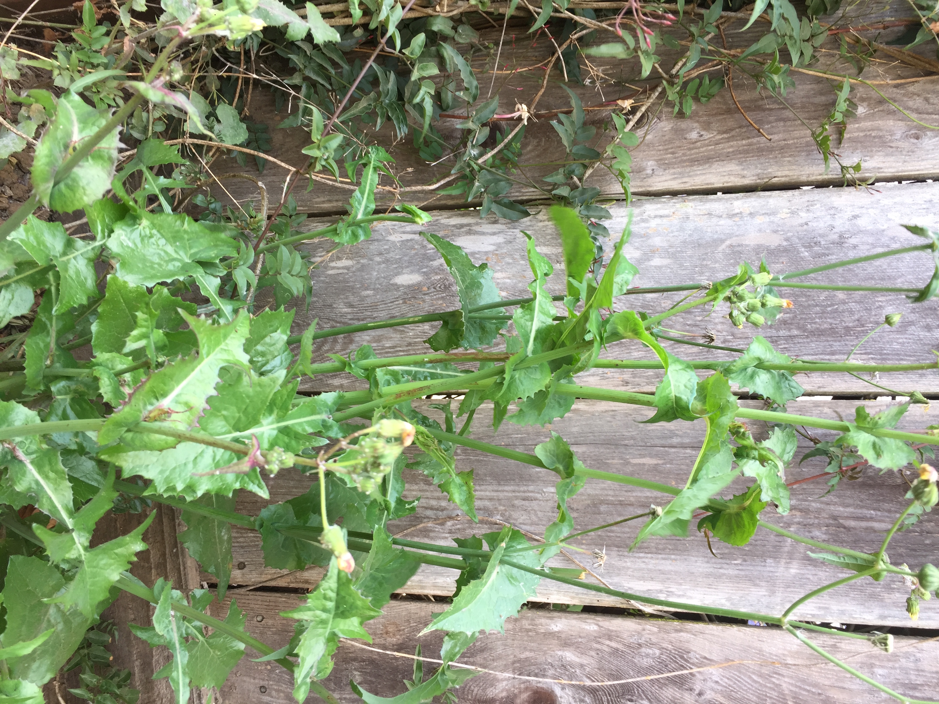 Sow thistle