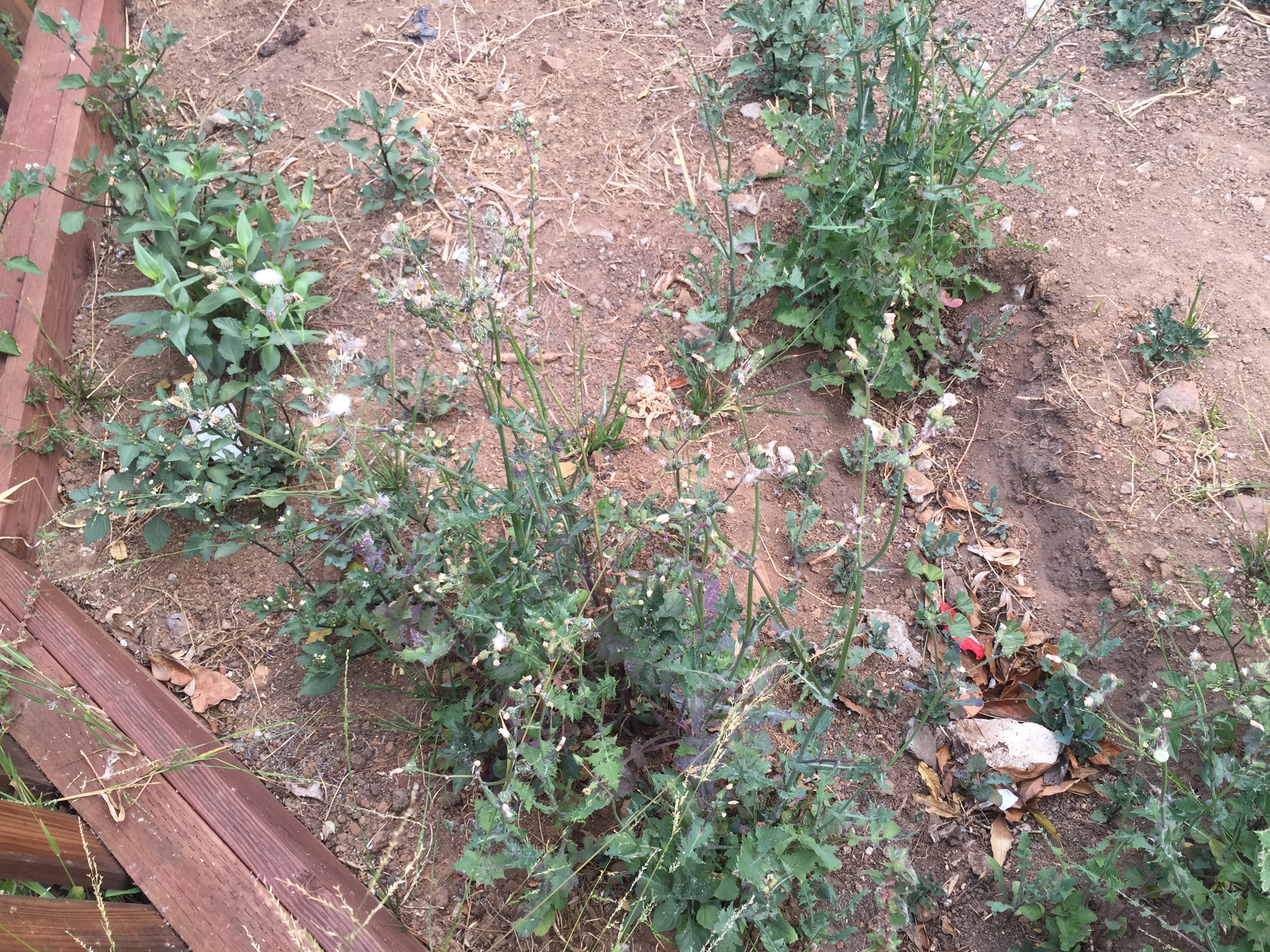 Sow thistle