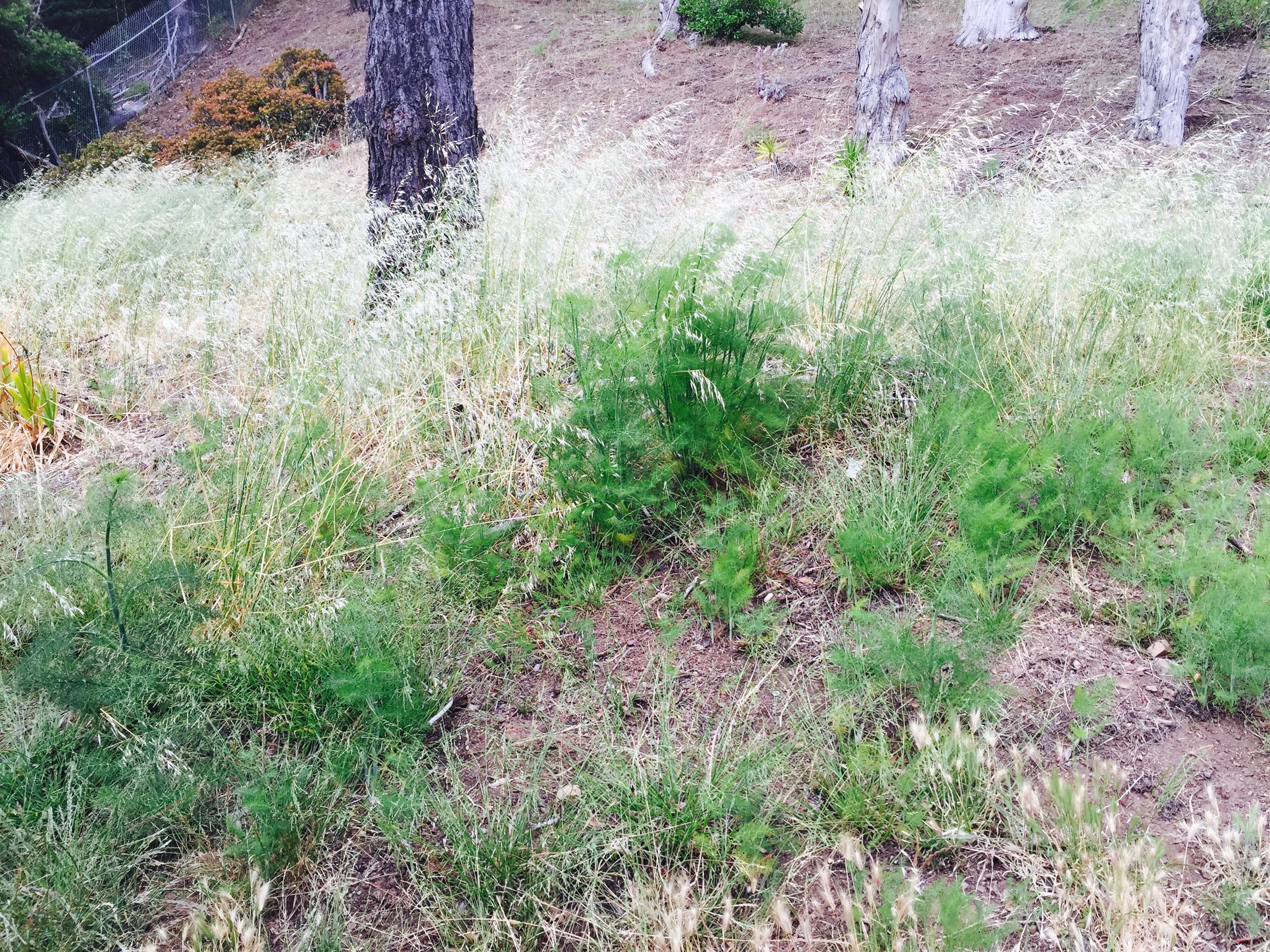 Wild fennel